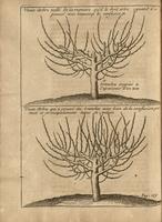 Instrucion pour les Jardins Fruitiers et Potagers II - Fig.09