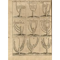 Instrucion pour les Jardins Fruitiers et Potagers II - Figures