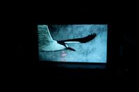 Telmo Pievani Gianni Maroccolo